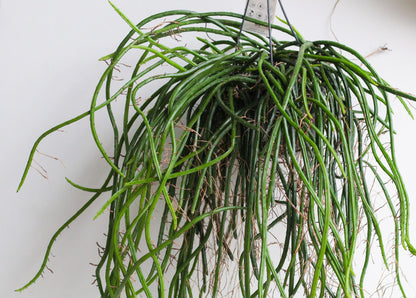 Selenicereus werccklei