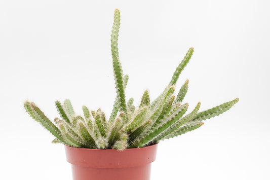 Selenicereus grandiflorus "Koningin van de nacht"