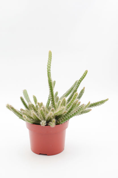 Selenicereus grandiflorus "Koningin van de nacht"