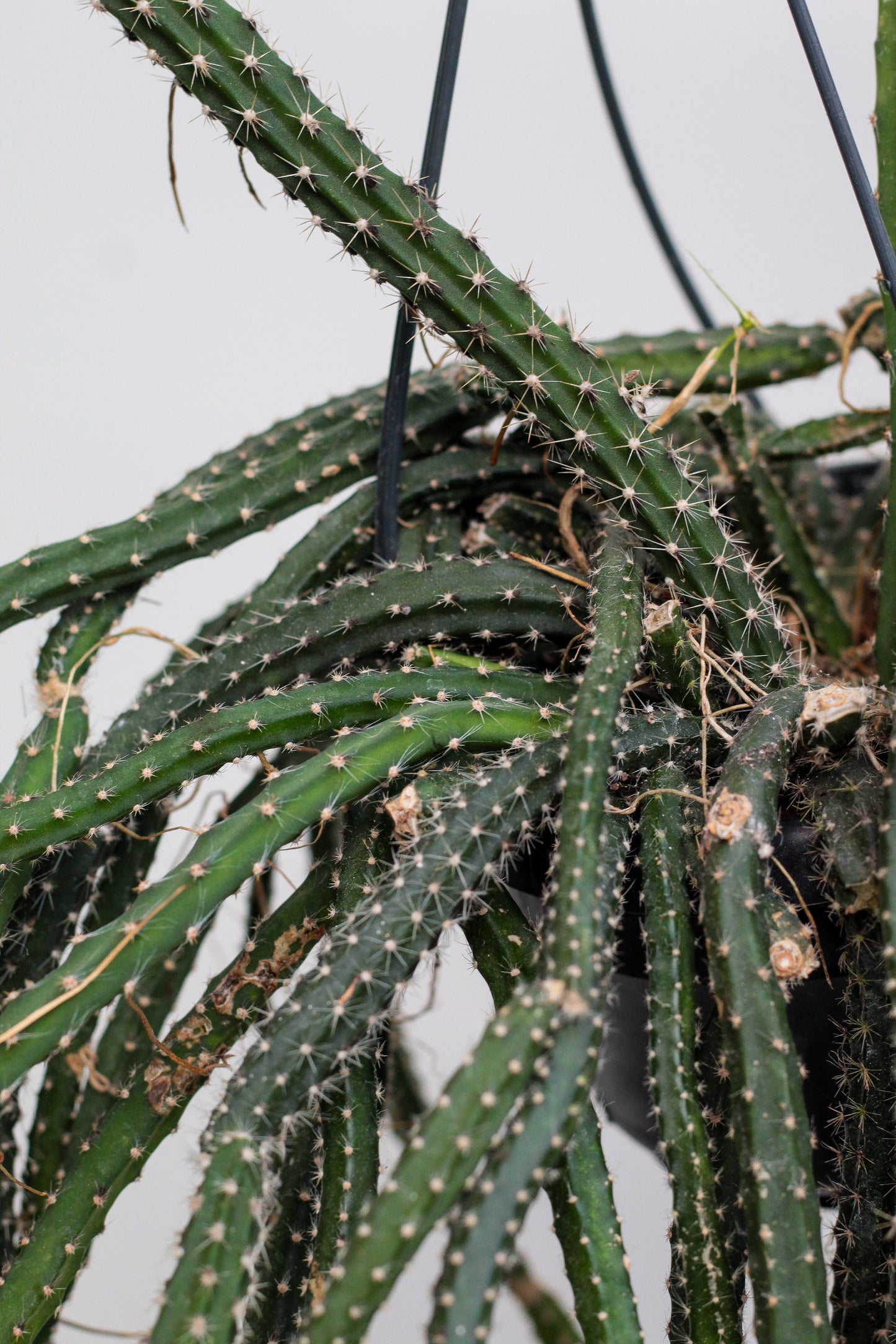 Selenicerues grandiflorus "Koningin van de nacht" unike hang cactus kopen. Bloeit met grote witte bloemen.