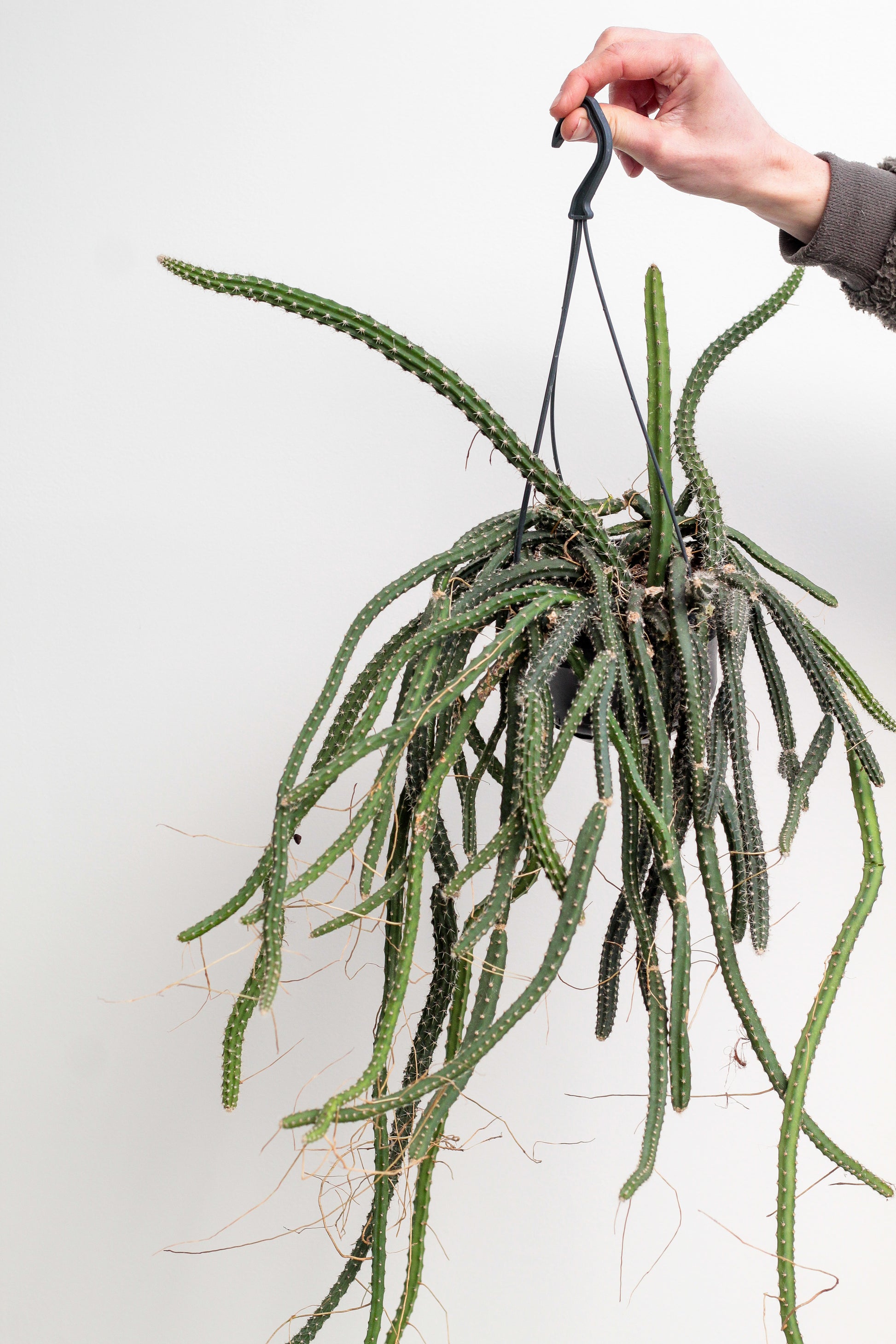 Selenicerues grandiflorus "Koningin van de nacht" unike hang cactus kopen. Bloeit met grote witte bloemen.