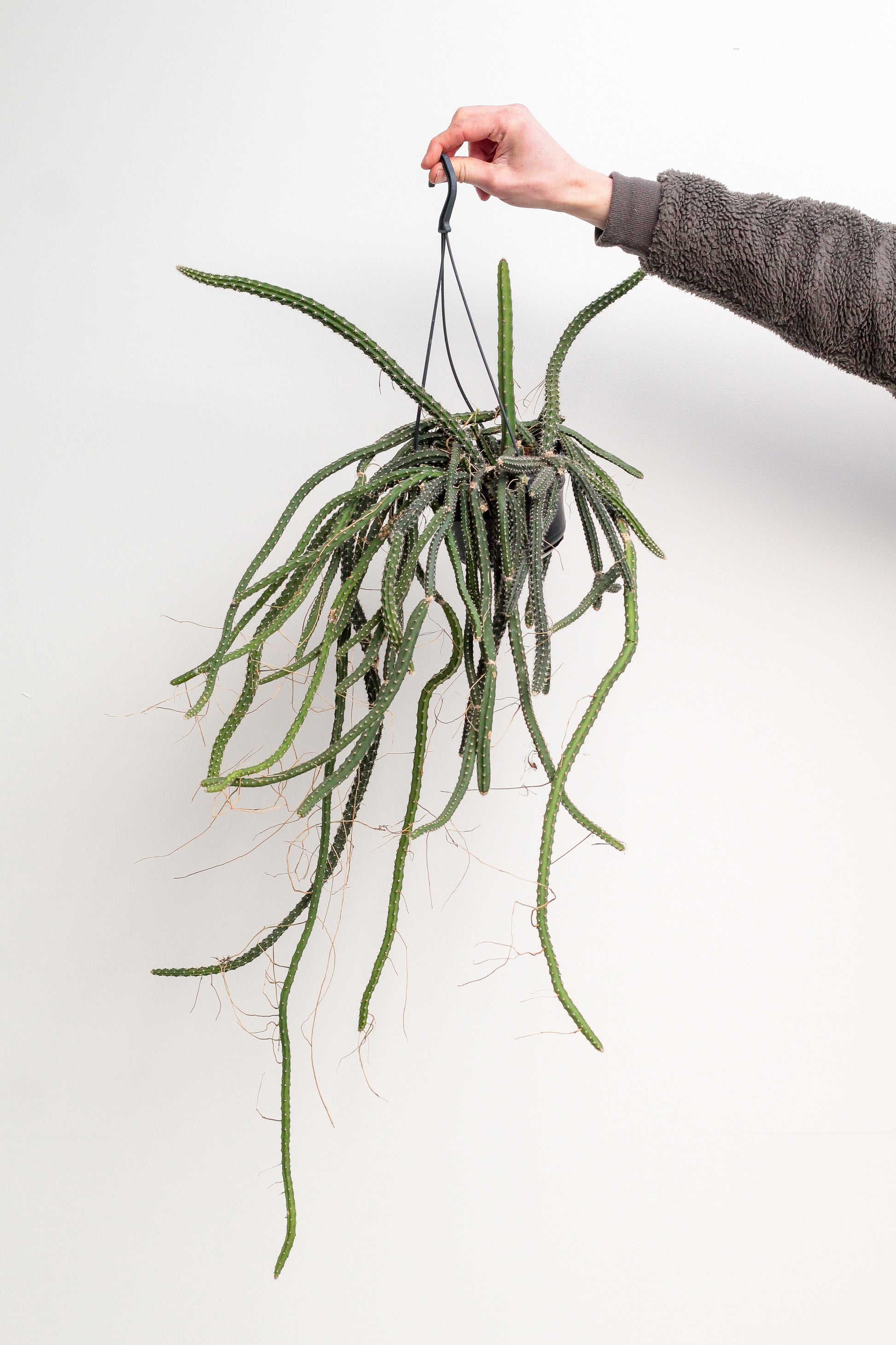 Selenicerues grandiflorus "Koningin van de nacht" unike hang cactus kopen. Bloeit met grote witte bloemen.