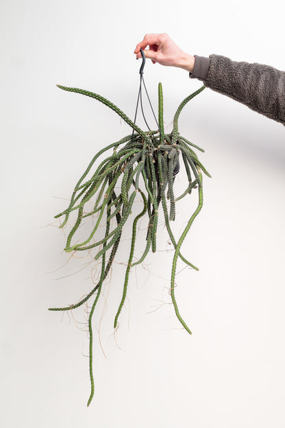 Selenicerues grandiflorus "Koningin van de nacht" unike hang cactus kopen. Bloeit met grote witte bloemen.