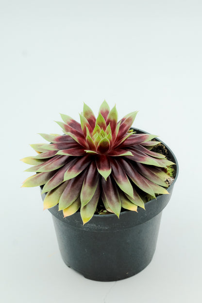 Sempervivum Gold Nugget