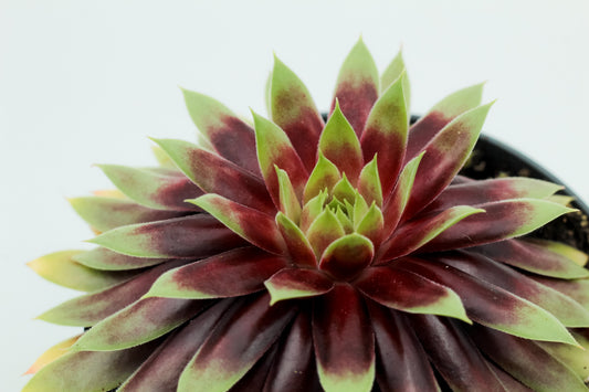 Sempervivum Gold Nugget