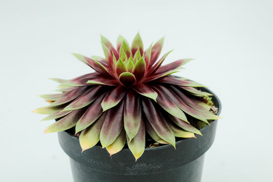 Sempervivum Gold Nugget