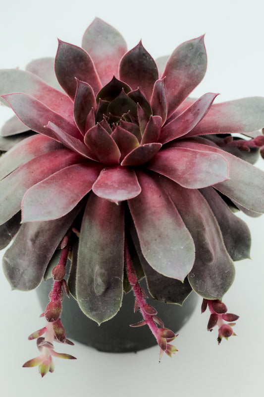 Sempervivum Steel Appeal