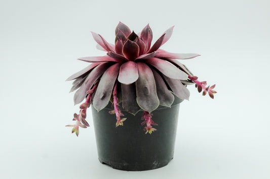 Sempervivum Steel Appeal
