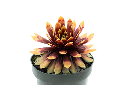 Sempervivum Gold Nugget