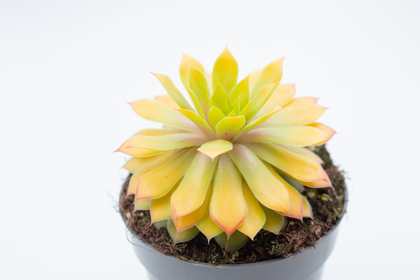 Sempervivum Gold Nugget
