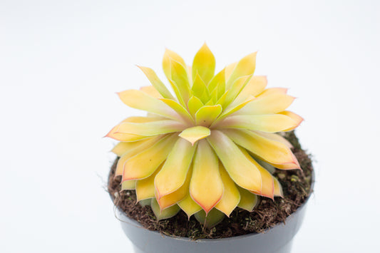 Sempervivum Gold Nugget