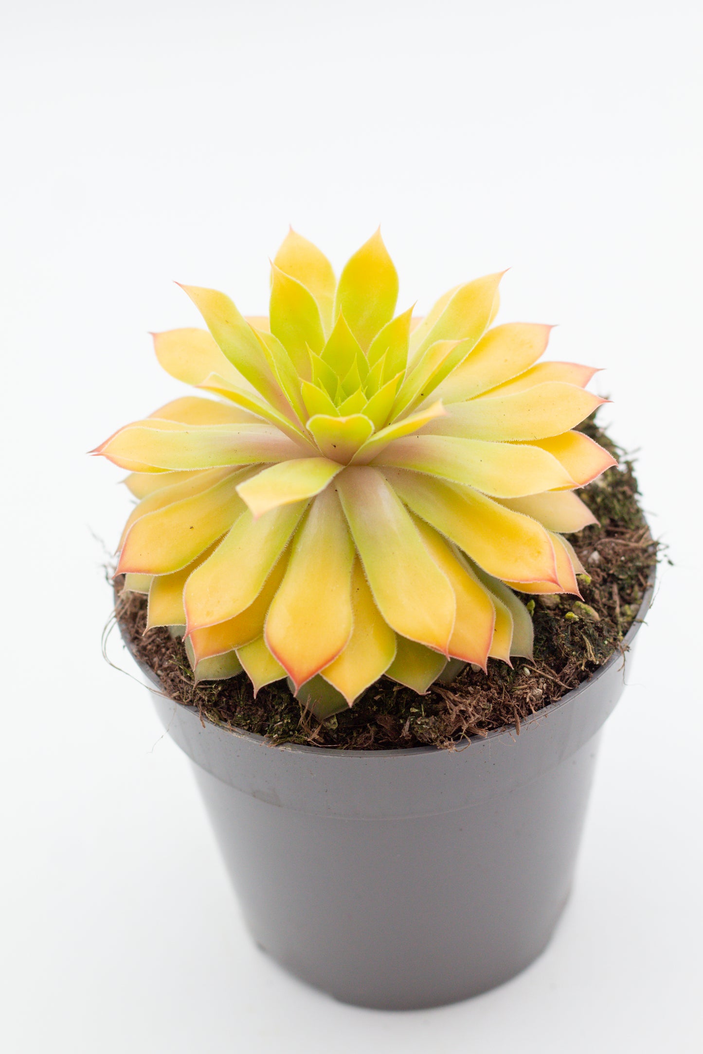 Sempervivum Gold Nugget