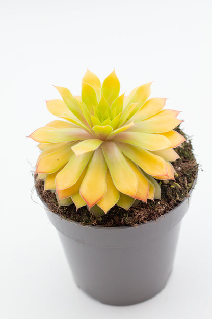 Sempervivum Gold Nugget