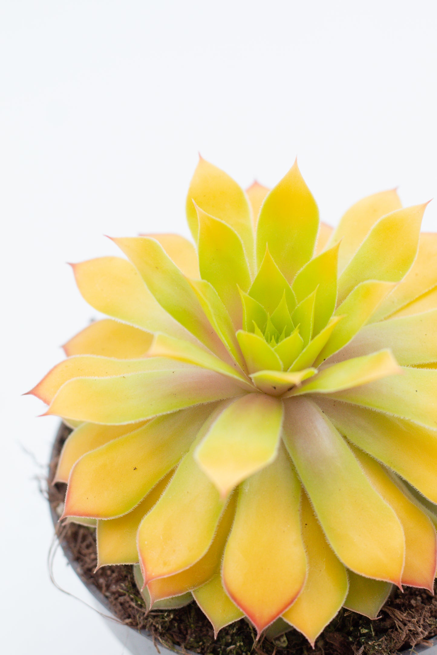 Sempervivum Gold Nugget
