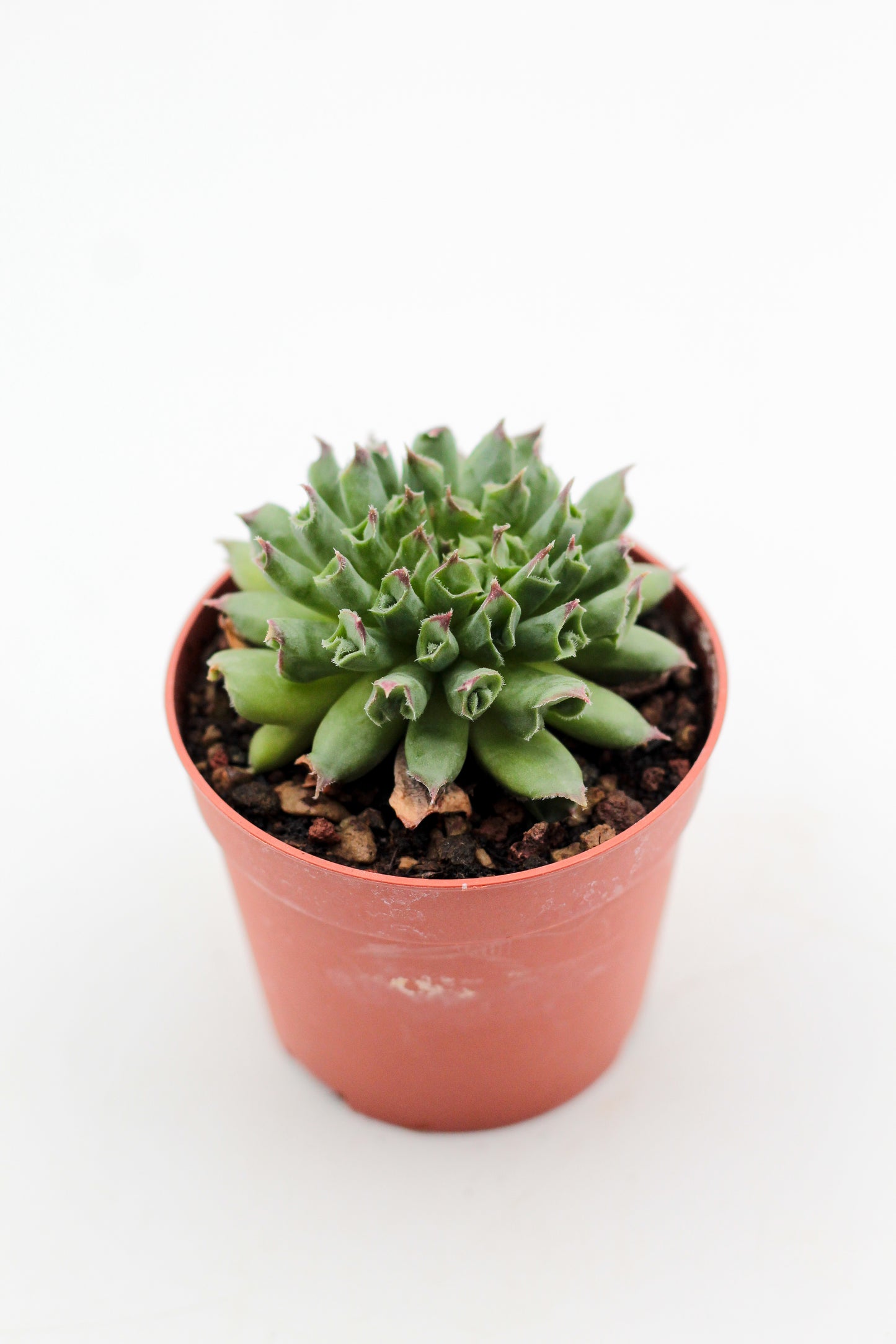 Sempervivum tectorum Oddity