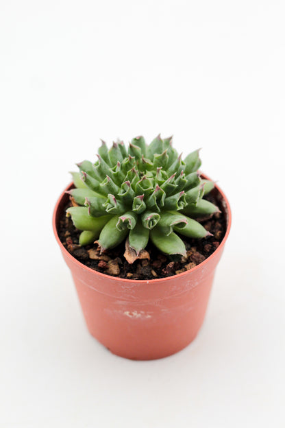 Sempervivum tectorum Oddity