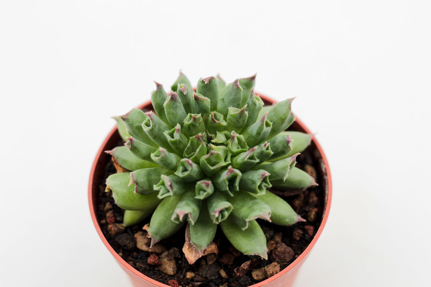 Sempervivum tectorum Oddity