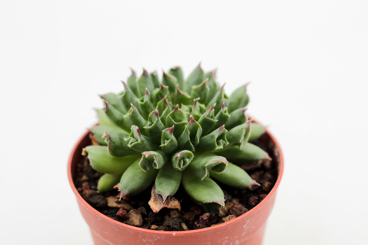 Sempervivum tectorum Oddity