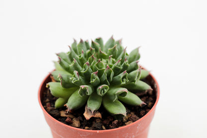 Sempervivum tectorum Oddity