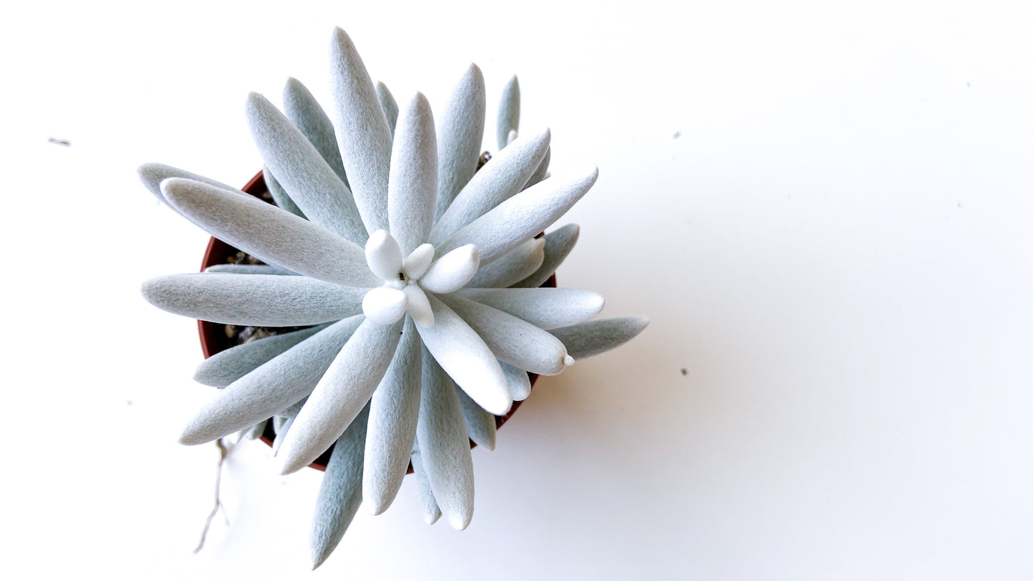 Senecio haworthii