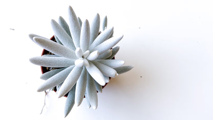 Senecio haworthii