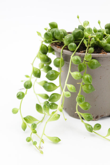 Senecio Rowleyanus tear drops