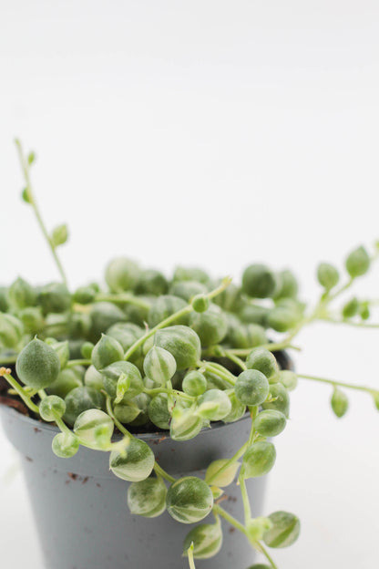 Senecio Rowleyanus variegata (variegata string of pearls)