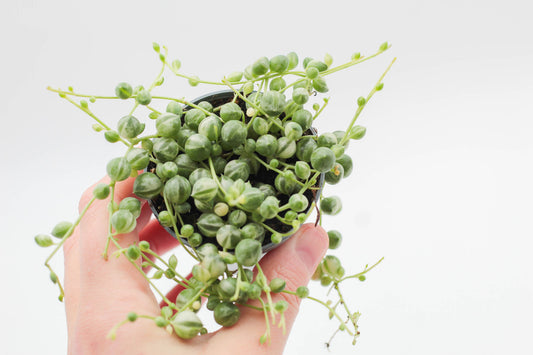 Senecio Rowleyanus variegata (variegata string of pearls)