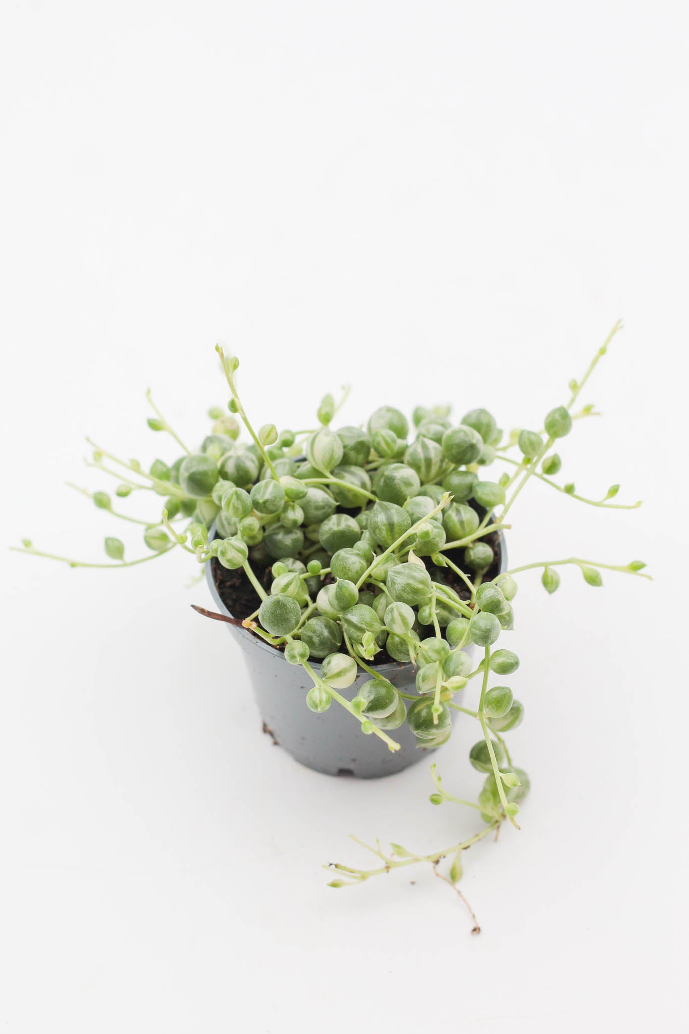 Senecio Rowleyanus variegata (variegata string of pearls)