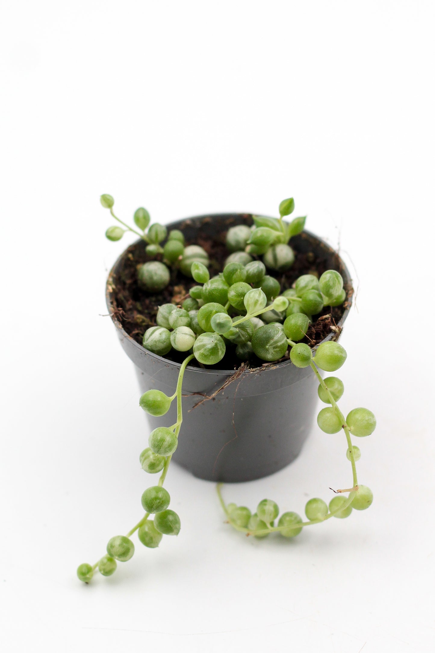 Senecio Rowleyanus variegata (variegata string of pearls)
