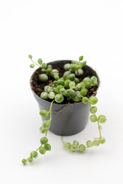 Senecio Rowleyanus variegata (variegata string of pearls)