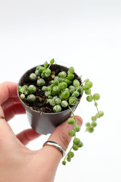 Senecio Rowleyanus variegata (variegata string of pearls)