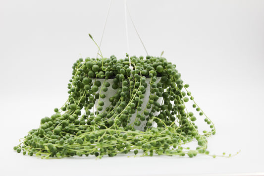 Senecio Rowleyanus tear drops