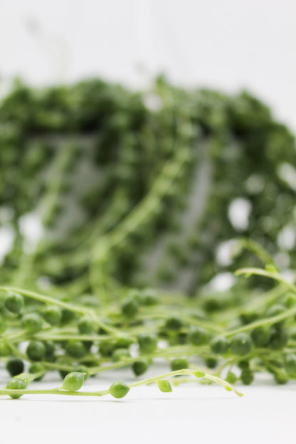 Senecio Rowleyanus tear drops