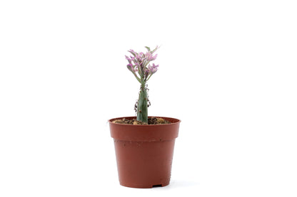 Senecio articulatus variegata