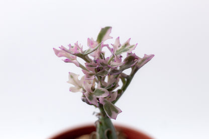 Senecio articulatus variegata