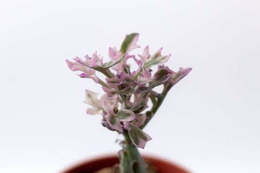 Senecio articulatus variegata