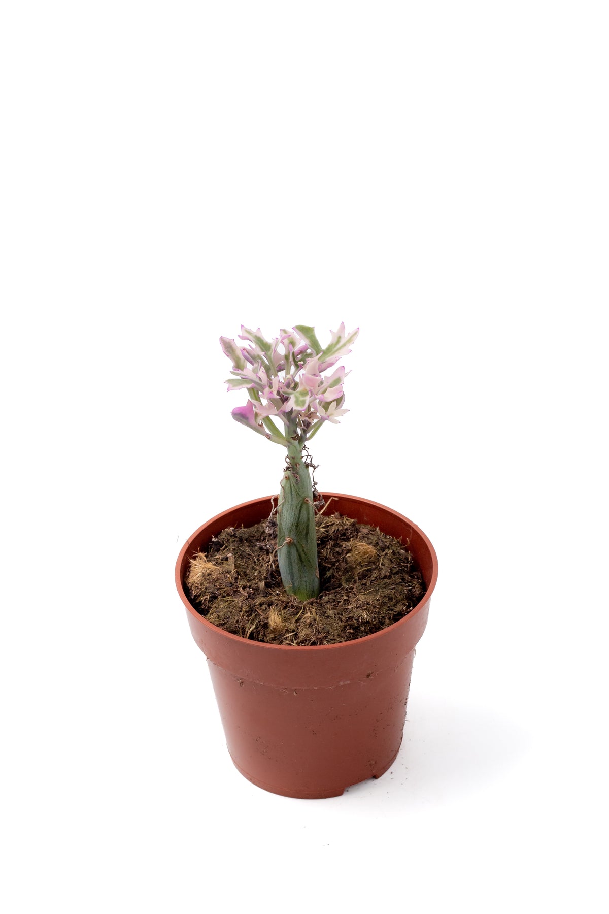 Senecio articulatus variegata