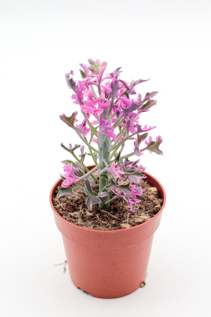 Senecio articulatus variegata