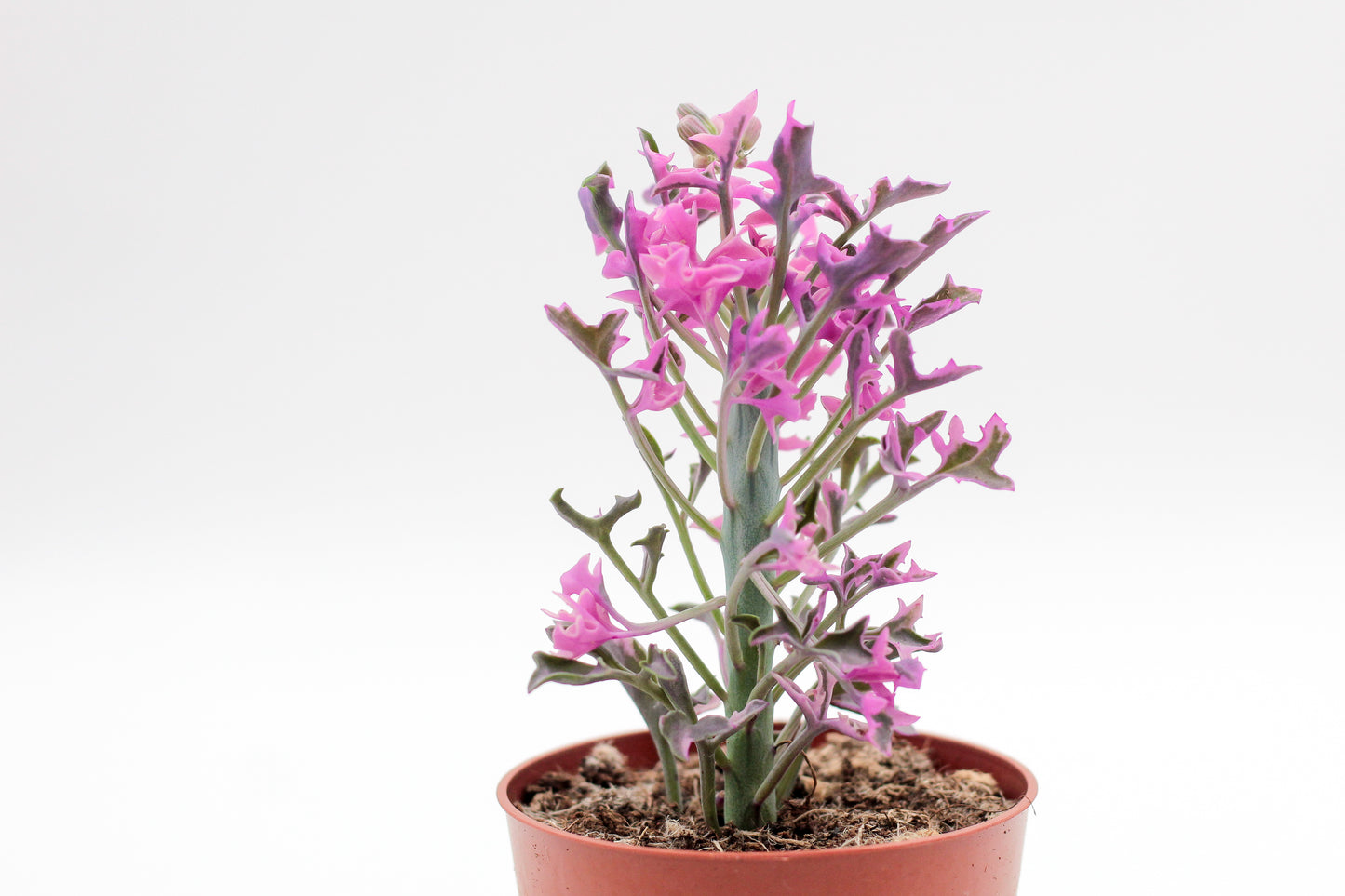 Senecio articulatus variegata