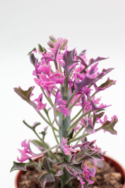 Senecio articulatus variegata