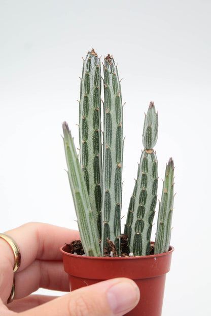 Senecio stapiiformis