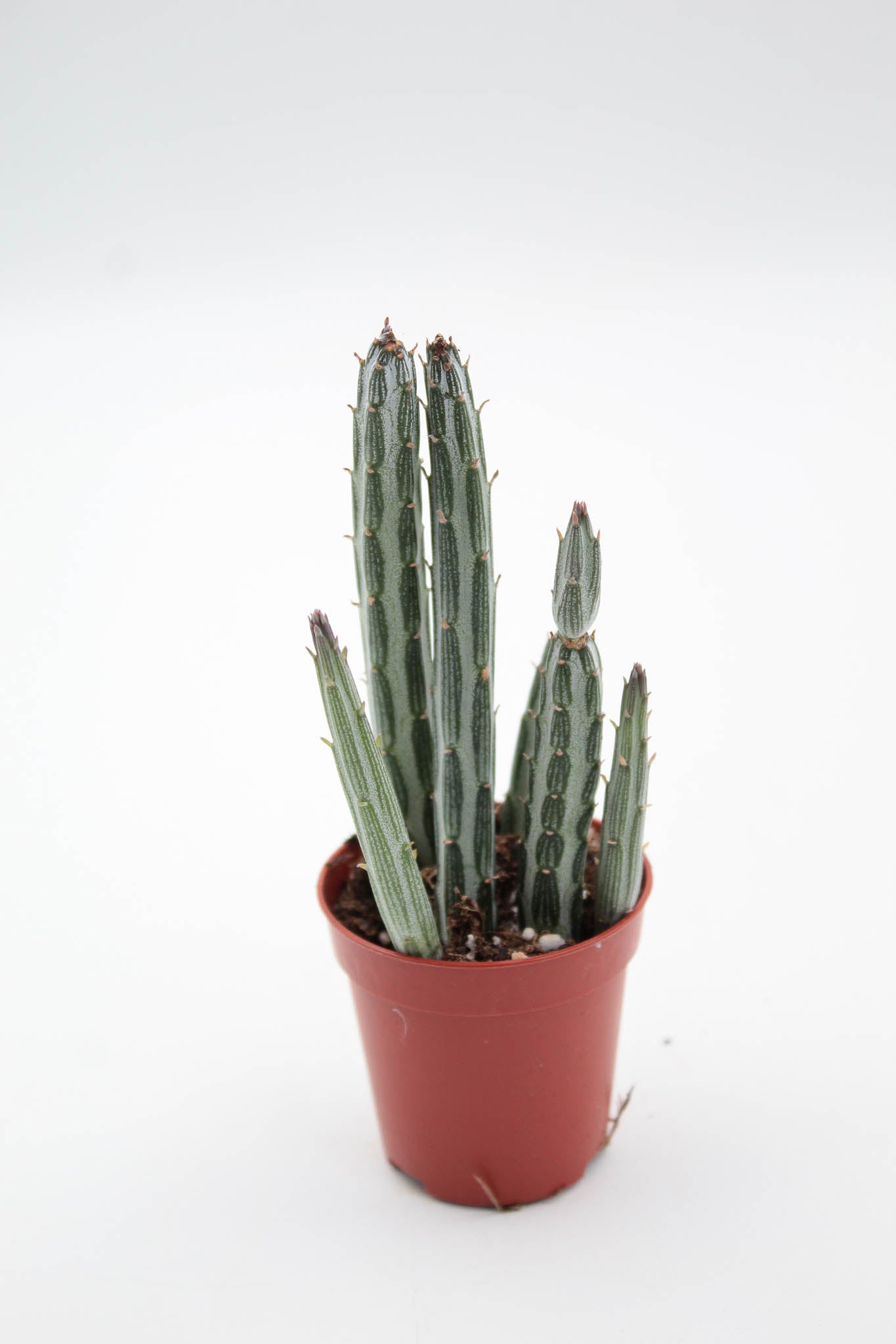 Senecio stapiiformis