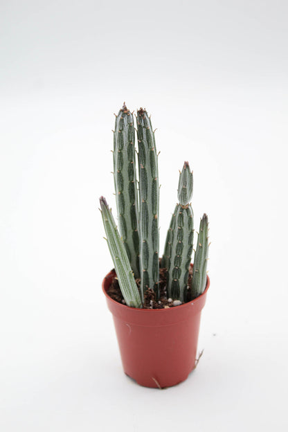 Senecio stapiiformis