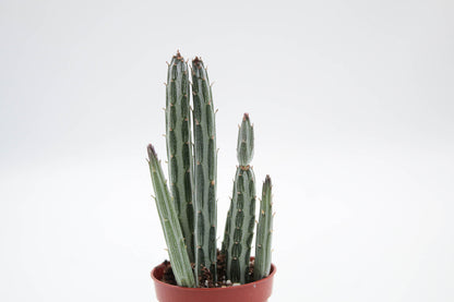 Senecio stapiiformis