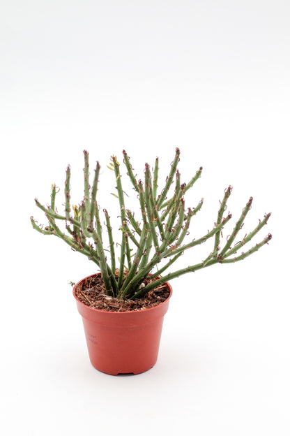 Senecio anteuphorbium