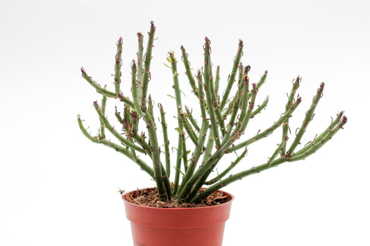 Senecio anteuphorbium