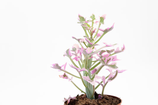 Senecio articulatus variegata
