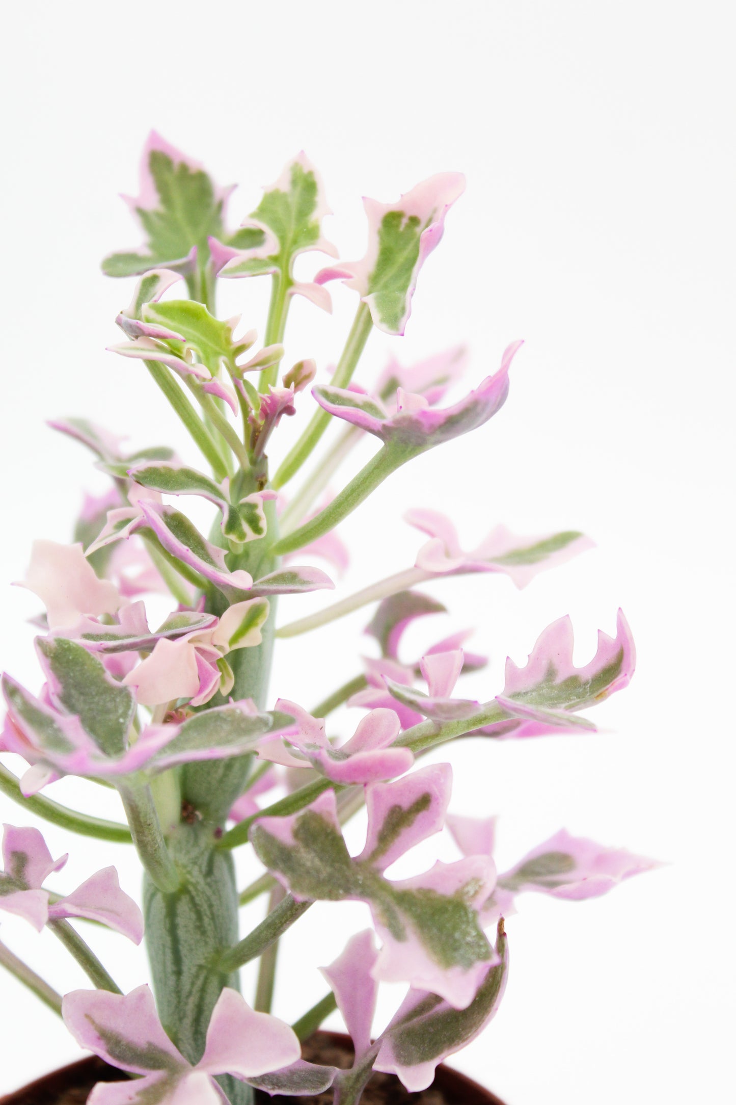 Senecio articulatus variegata