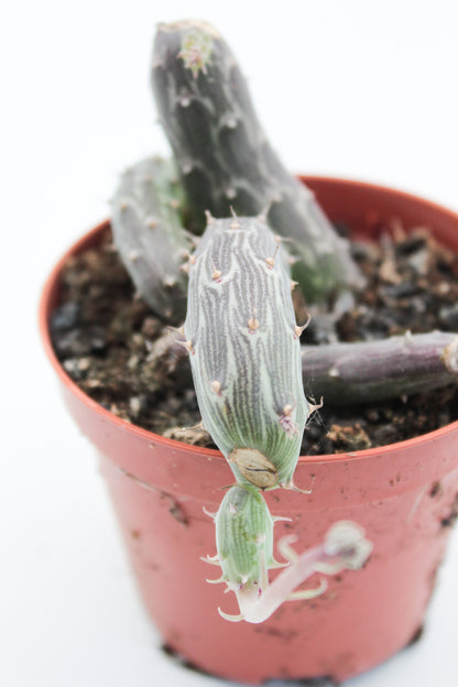 Senecio pendulus